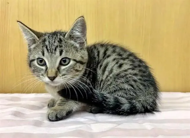 A baby small-sized female Domestic Short Hair cat named Daisy for adoption in Saint Louis, MO