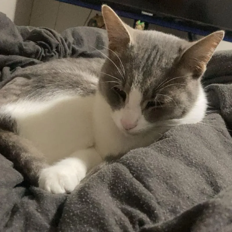 Ms. Meow thumbnail 2