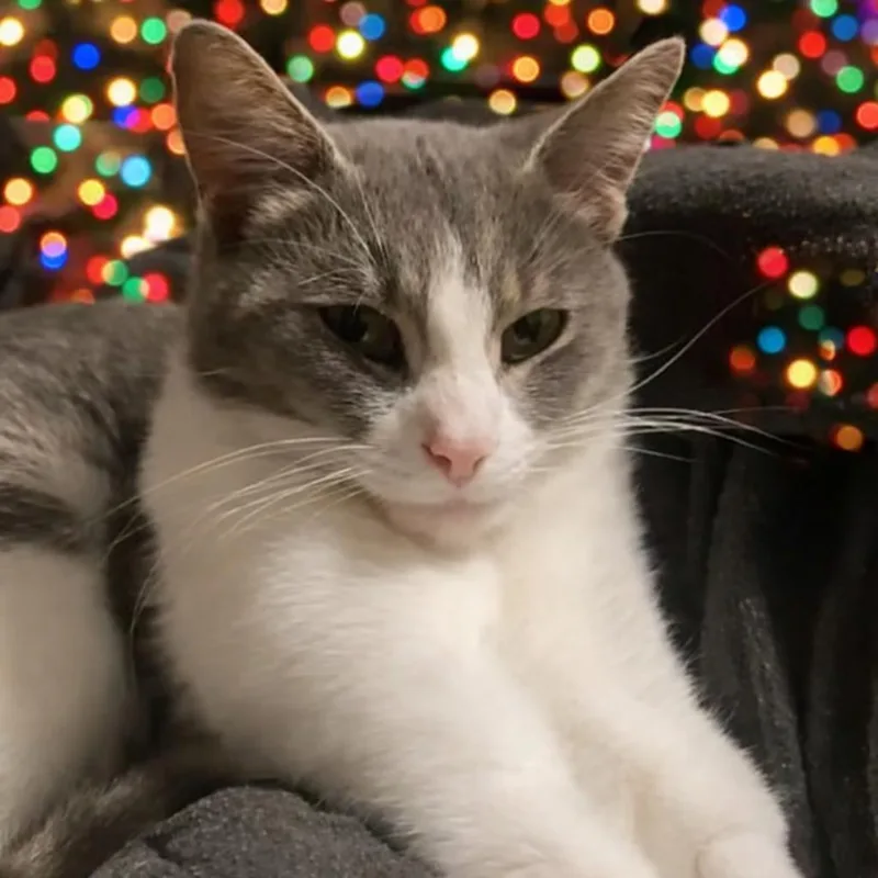 Ms. Meow thumbnail 3