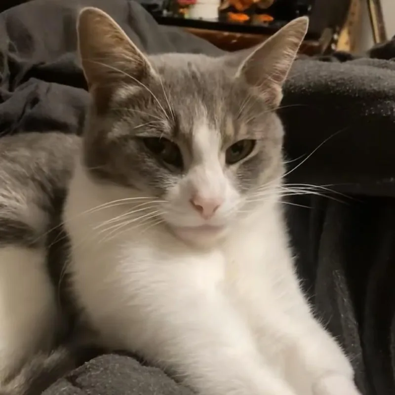 Ms. Meow thumbnail 4