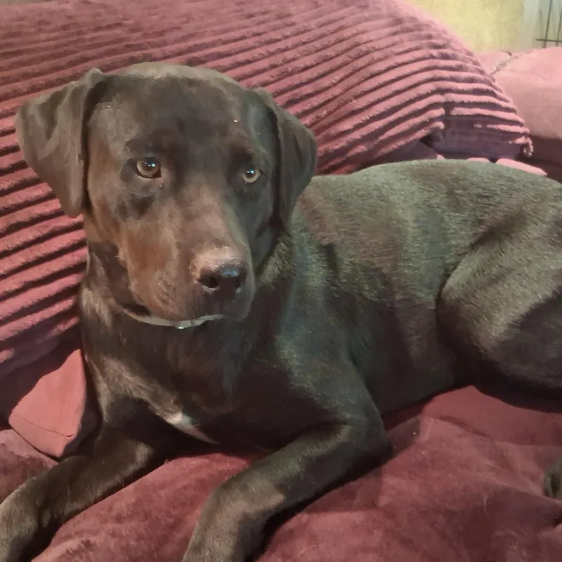 A young large-sized female Black Labrador Retriever dog named Cricket for adoption in North Jackson, OH