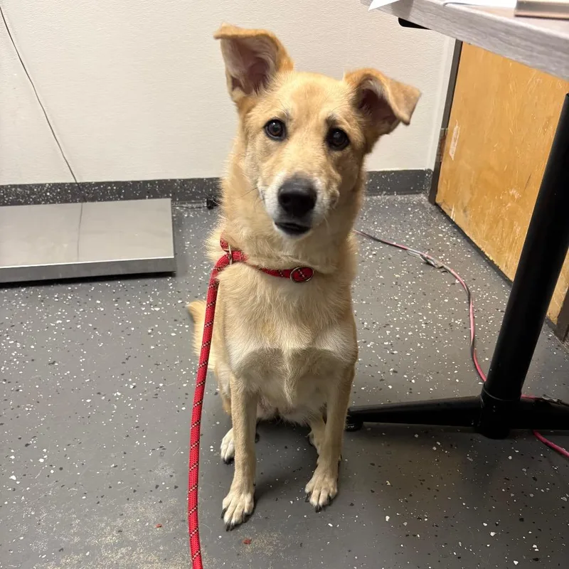A senior medium-sized female Yellow / Tan / Blond / Fawn Mixed Breed dog named Fiona for adoption in Columbiana, AL