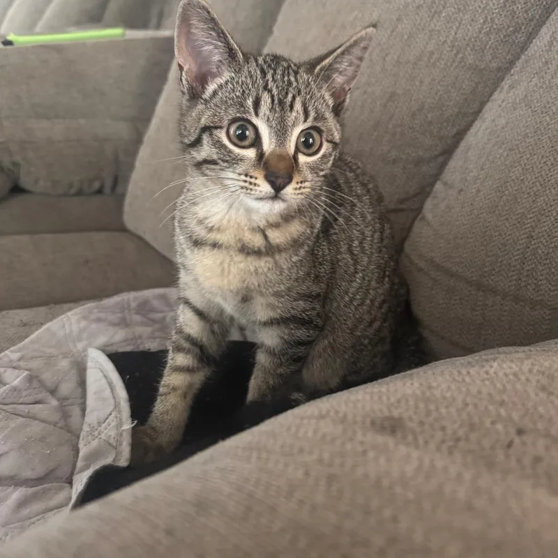 A baby small-sized male Domestic Short Hair cat named Dandelion for adoption in Cumming, GA