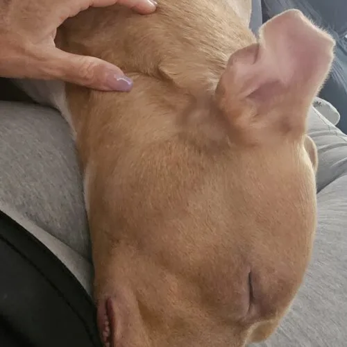 A young medium-sized male Yellow / Tan / Blond / Fawn American Staffordshire Terrier dog named Eddie for adoption in Glendale, AZ