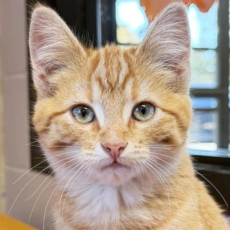 A baby medium-sized male Tabby (Orange / Red) Domestic Short Hair cat named Cheddar for adoption in Jefferson, WI