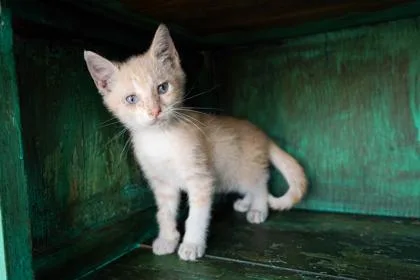 A baby small-sized male Domestic Short Hair cat named Sleepy for adoption in San Antonio, TX
