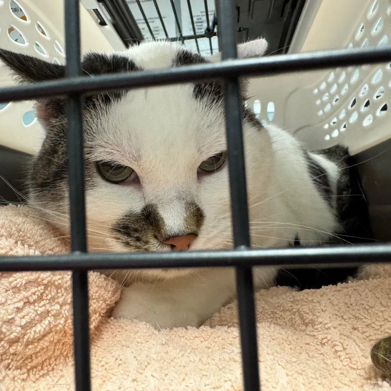 An adult medium-sized female Black & White / Tuxedo Domestic Short Hair cat named Alley for adoption in New Castle, DE