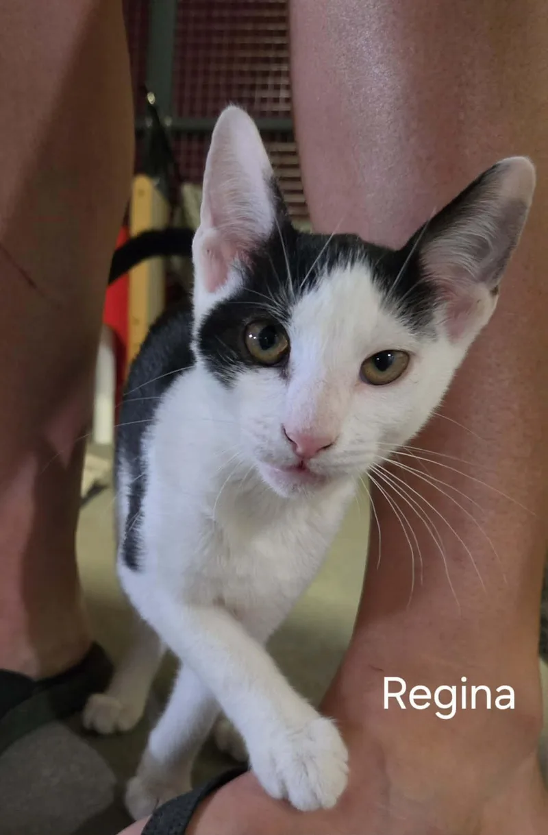 A baby small-sized female Black Domestic Short Hair cat named Regina for adoption in Bloomsdale, MO