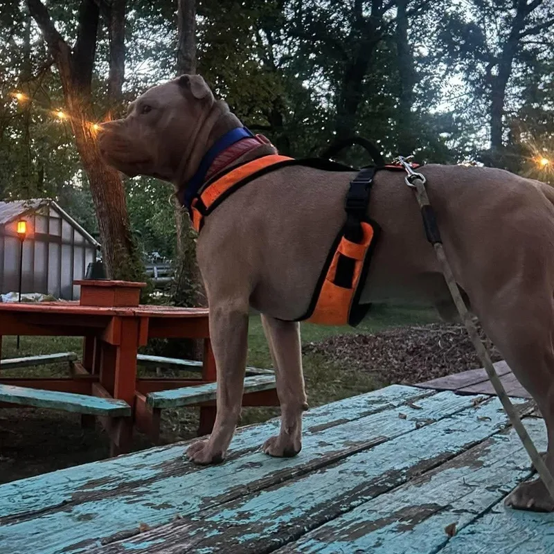 Dozer thumbnail 4