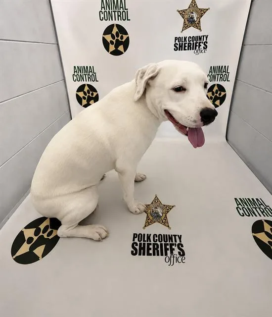 An adult large-sized female American Bulldog dog named Iris for adoption in Winter Haven, FL
