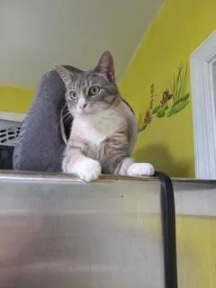 A young medium-sized female Dilute Calico Domestic Short Hair cat named Selena Sherman for adoption in Stowe, PA