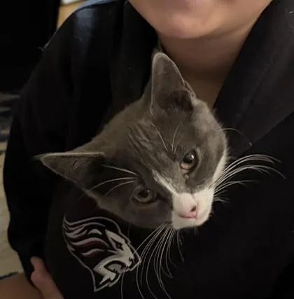 A young small-sized male Domestic Short Hair cat named Potato for adoption in Lowell, MA