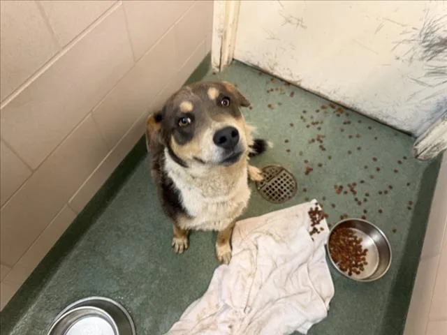 A young medium-sized male Mixed Breed dog named Tovi for adoption in Santa Fe, NM