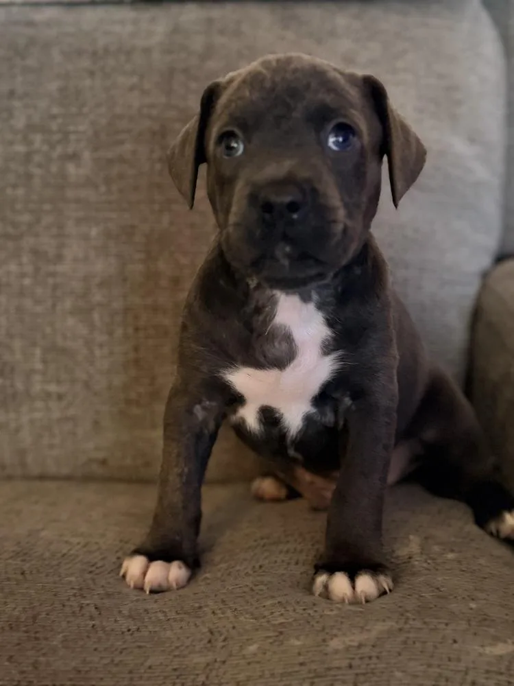 Chai Oreo thumbnail 2