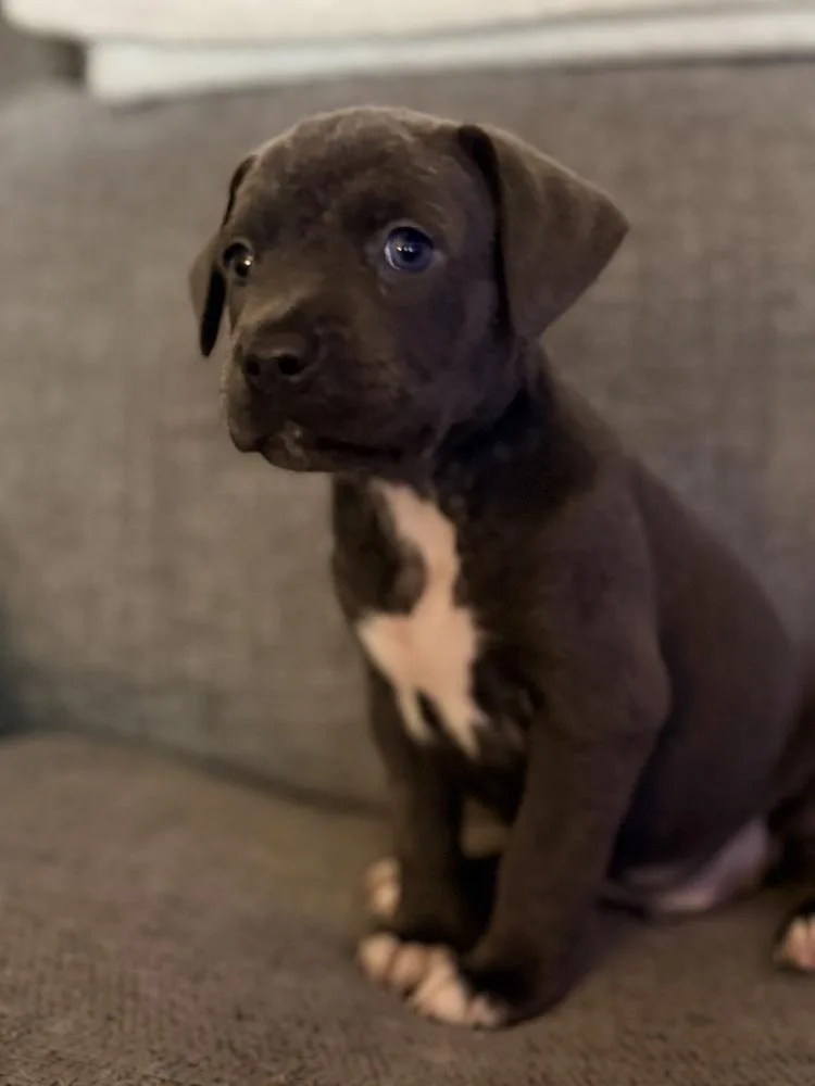 Chai Oreo thumbnail 3