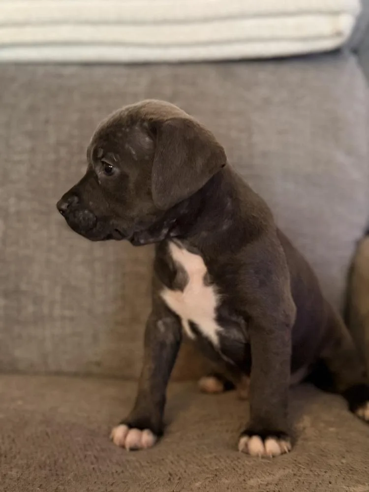 Chai Oreo thumbnail 4