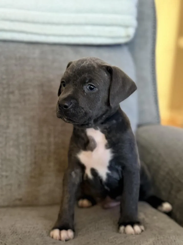 Chai Oreo thumbnail 5