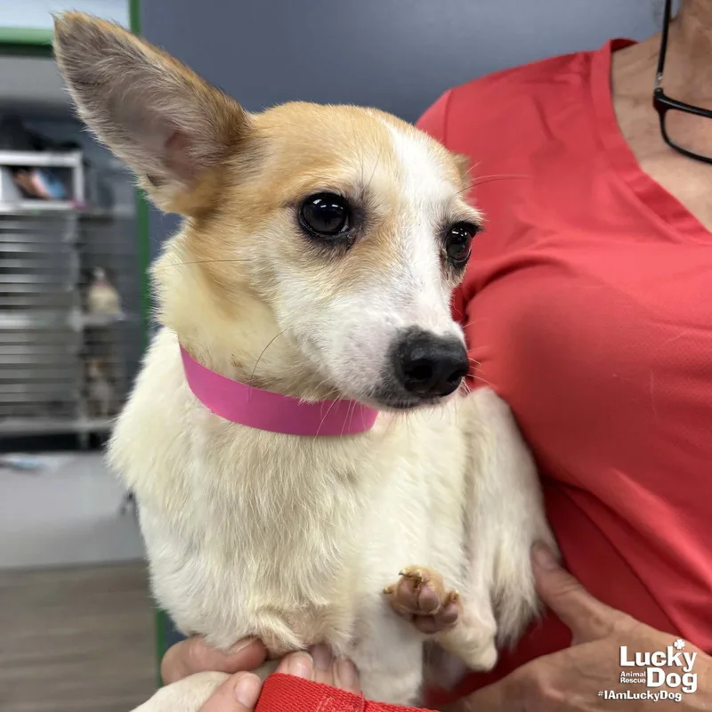 An adult small-sized female Terrier dog named Cupcake for adoption in Washington, DC
