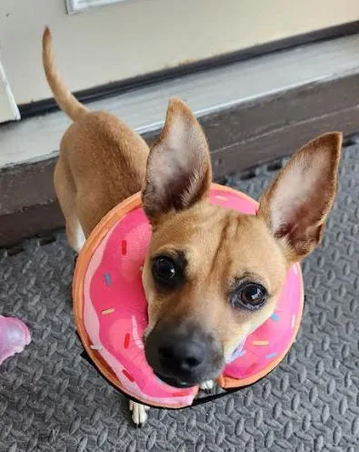 Snickers thumbnail 3