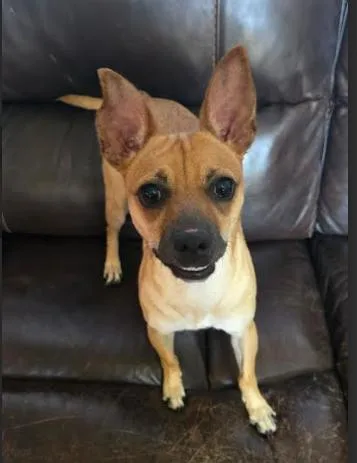 Snickers thumbnail 4