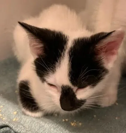 A baby small-sized female Domestic Short Hair cat named Quack for adoption in Washington, DC