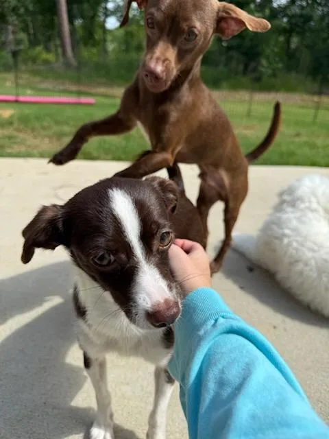 A young small-sized female Chihuahua dog named Jacey and Joey Bonded for adoption in Greenville, SC