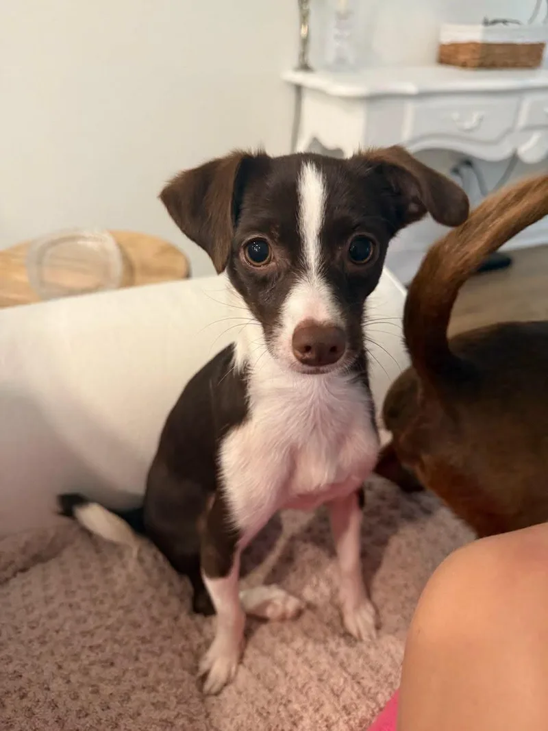 Jacey and Joey Bonded thumbnail 2