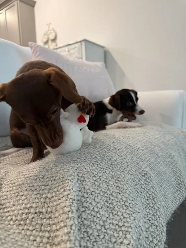 Jacey and Joey Bonded thumbnail 3