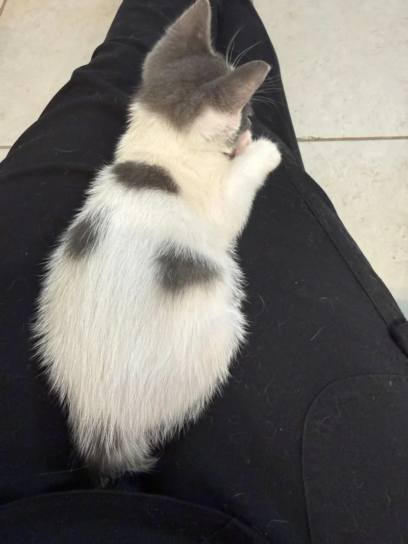 A baby medium-sized male Gray & White Domestic Short Hair cat named Spots for adoption in Oviedo, FL