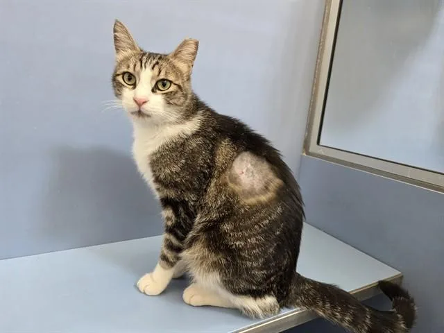A young medium-sized male Domestic Short Hair cat named Midas for adoption in Martinez, CA
