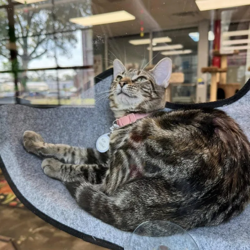 A young small-sized female Brown / Chocolate Domestic Short Hair cat named Miss Vickie for adoption in Huntsville, AL