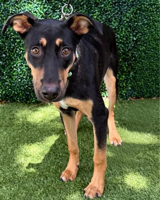 A young small-sized female Shepherd dog named Nina for adoption in Naples, FL