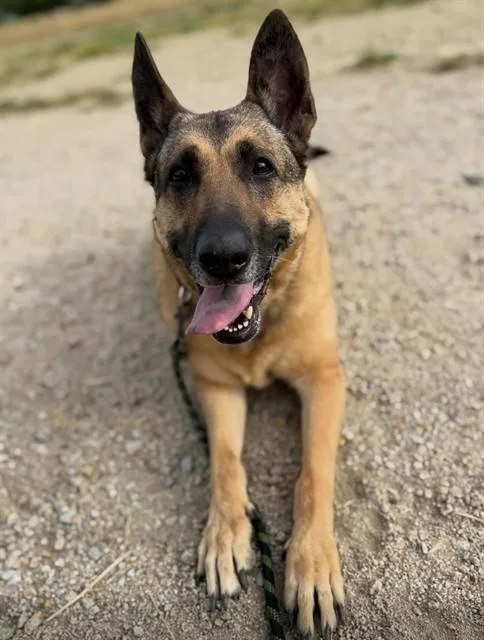 An adult large-sized female German Shepherd Dog dog named Brixton for adoption in San Luis Obispo, CA