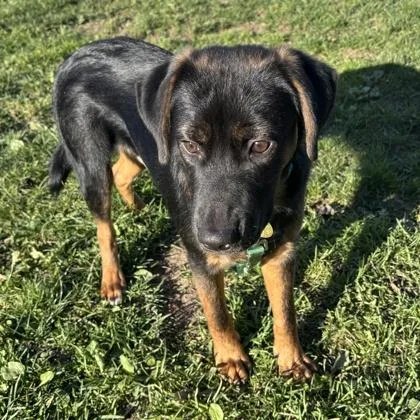 An adult medium-sized male Black Mixed Breed dog named Denver for adoption in Lansing, MI