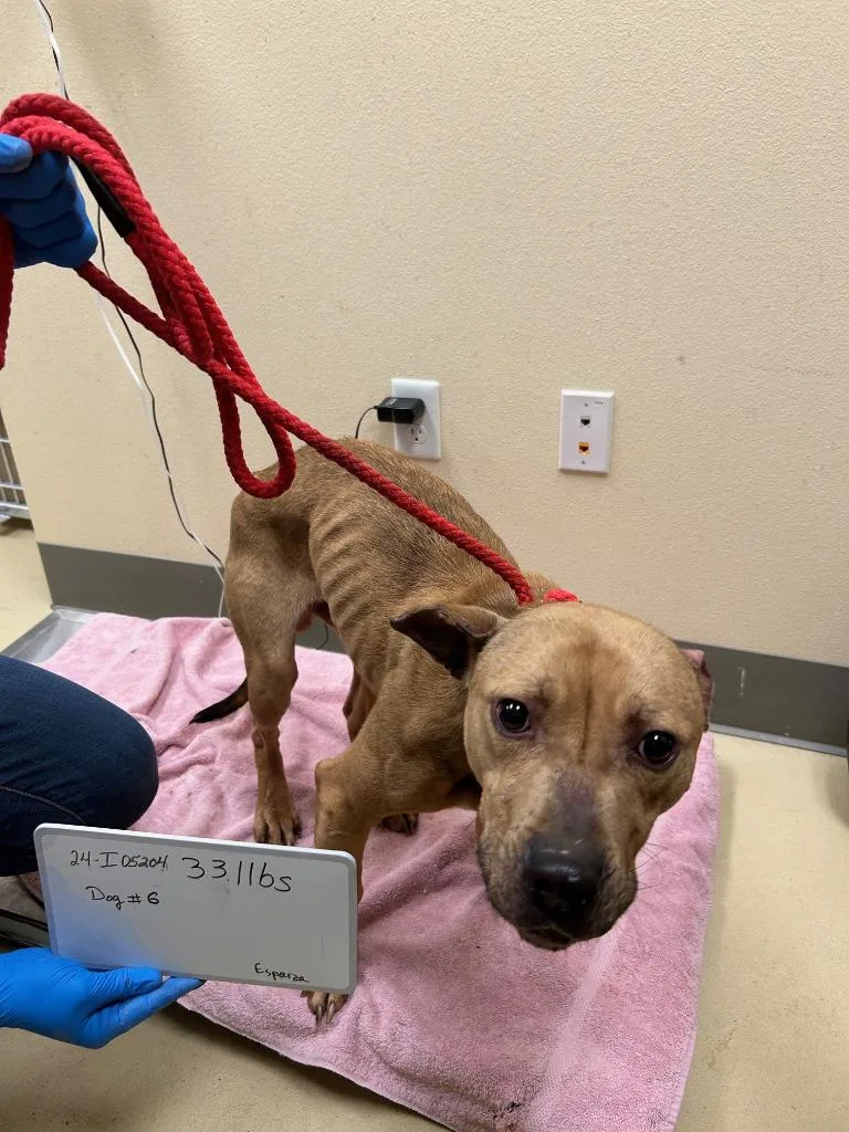 Zuma Icd thumbnail 2