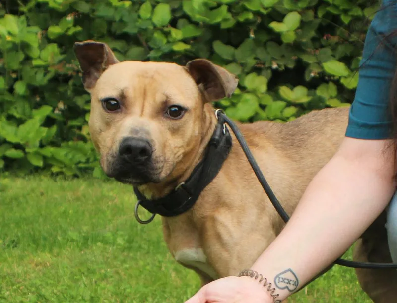 Zuma Icd thumbnail 3