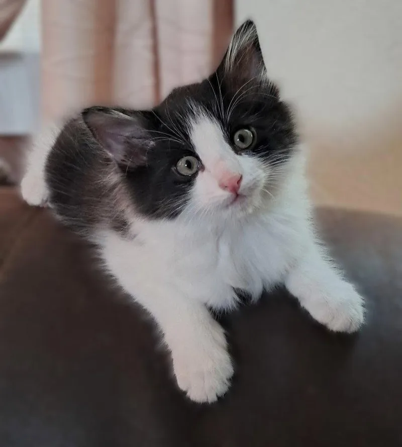 A baby small-sized male Black & White / Tuxedo Tuxedo cat named Chonkers for adoption in Walnut Creek, CA