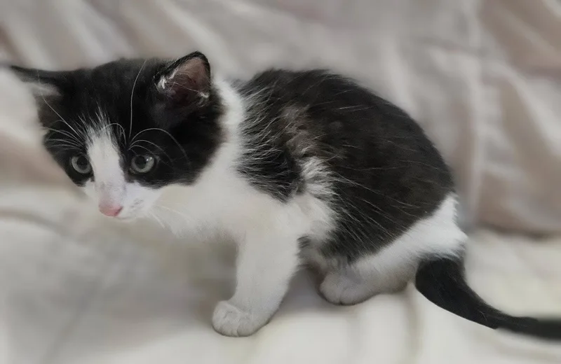 Chonkers thumbnail 2