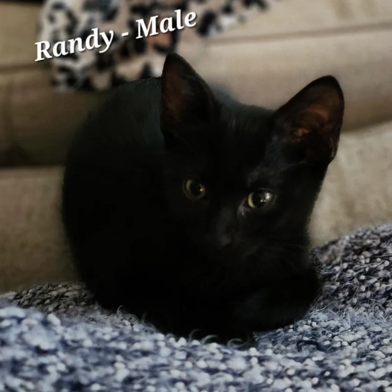 A baby small-sized male Black Domestic Short Hair cat named Randy for adoption in Bentonville, AR