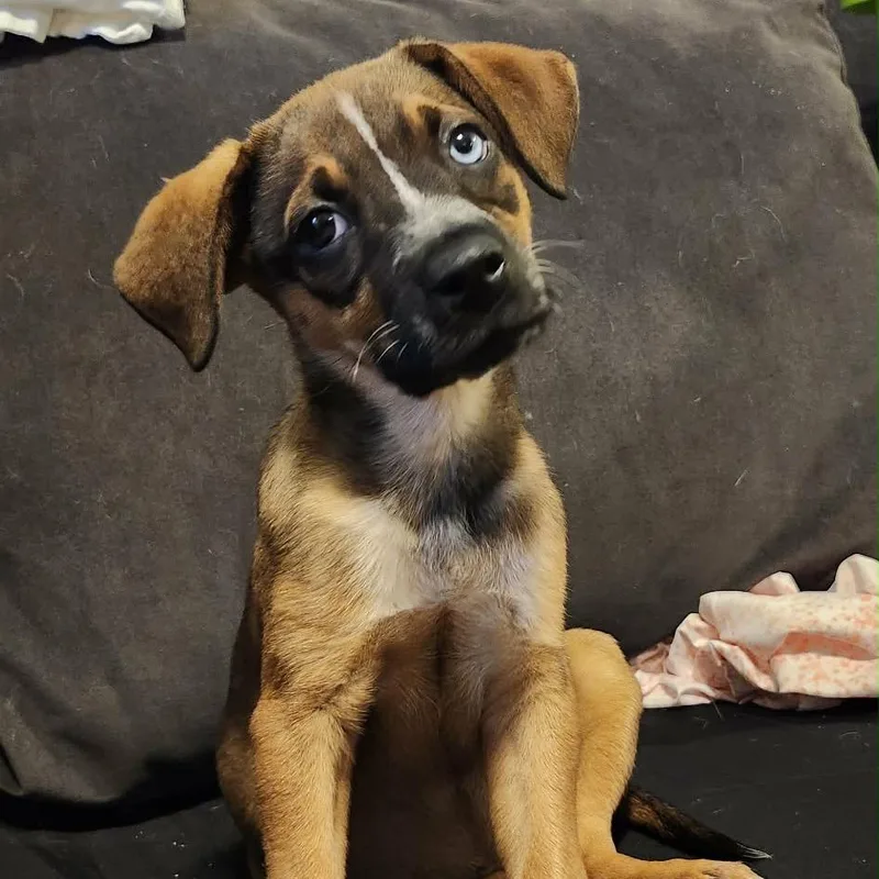 A baby small-sized female Brown / Chocolate Mixed Breed dog named Verdana for adoption in Buffalo, MN