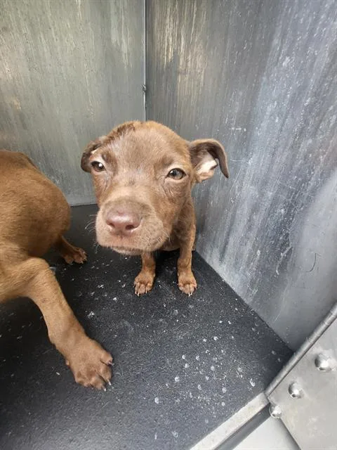 A baby small-sized female American Staffordshire Terrier dog named Muffin for adoption in San Antonio, TX