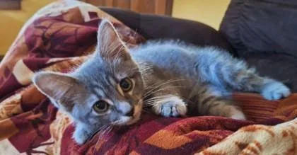 A baby small-sized female Gray / Blue / Silver Domestic Short Hair cat named Ladybug for adoption in Kansas City, MO