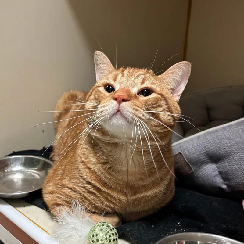 An adult extra large-sized male Orange / Red Domestic Short Hair cat named Isaiah for adoption in South Elgin, IL