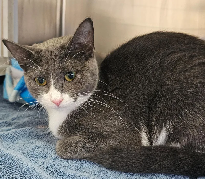A young medium-sized female Gray & White Domestic Short Hair cat named Ginger for adoption in Tomah, WI