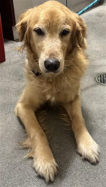 An adult medium-sized male Golden Retriever dog named Duke for adoption in Upper Marlboro, MD