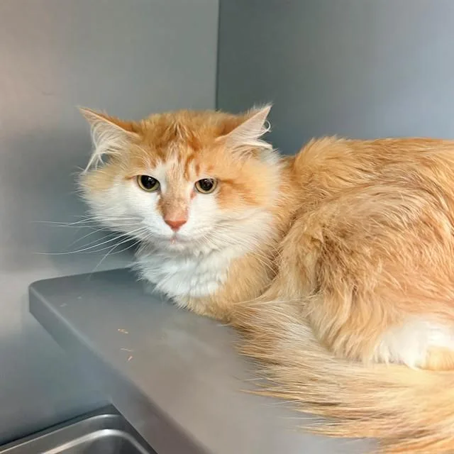 An adult large-sized male Domestic Medium Hair cat named Orangejello for adoption in Leesburg, VA