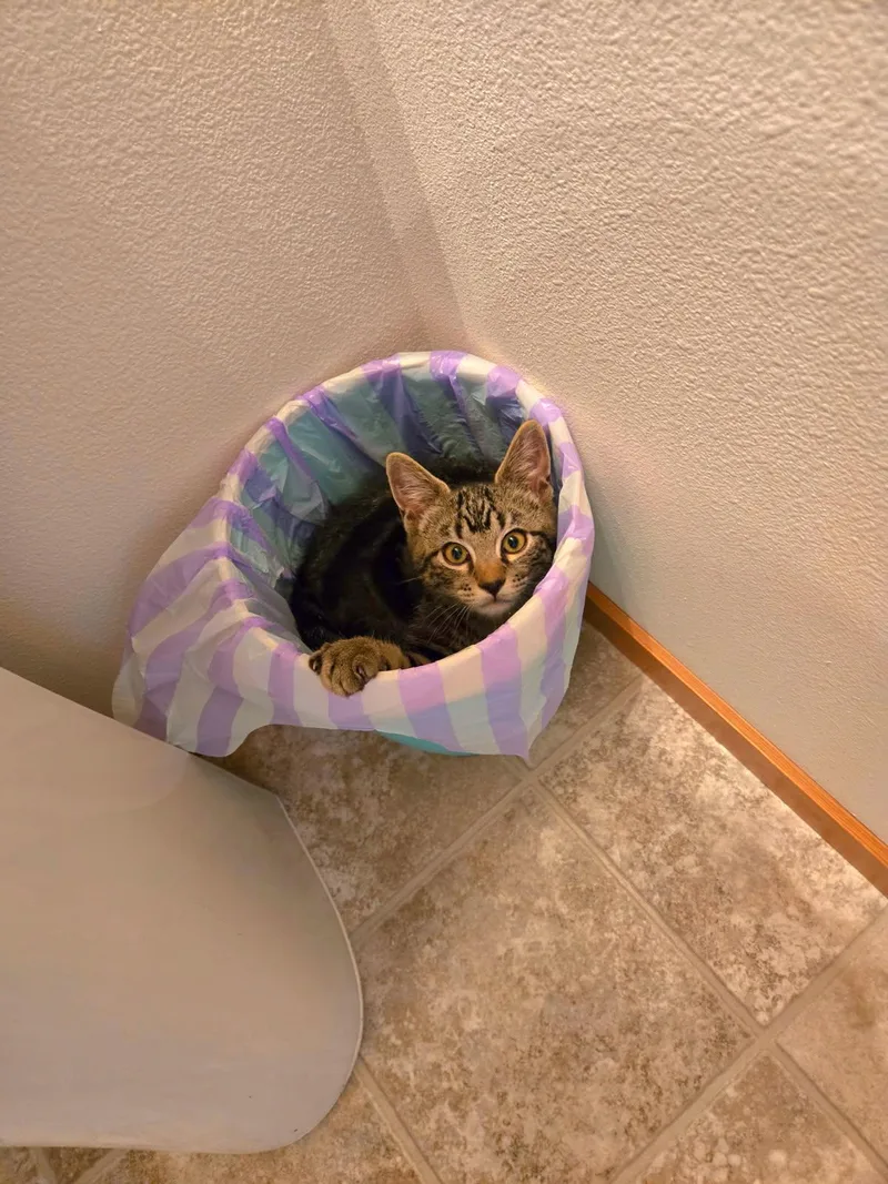 A baby medium-sized male Domestic Short Hair cat named Jasper for adoption in Arlington, WA