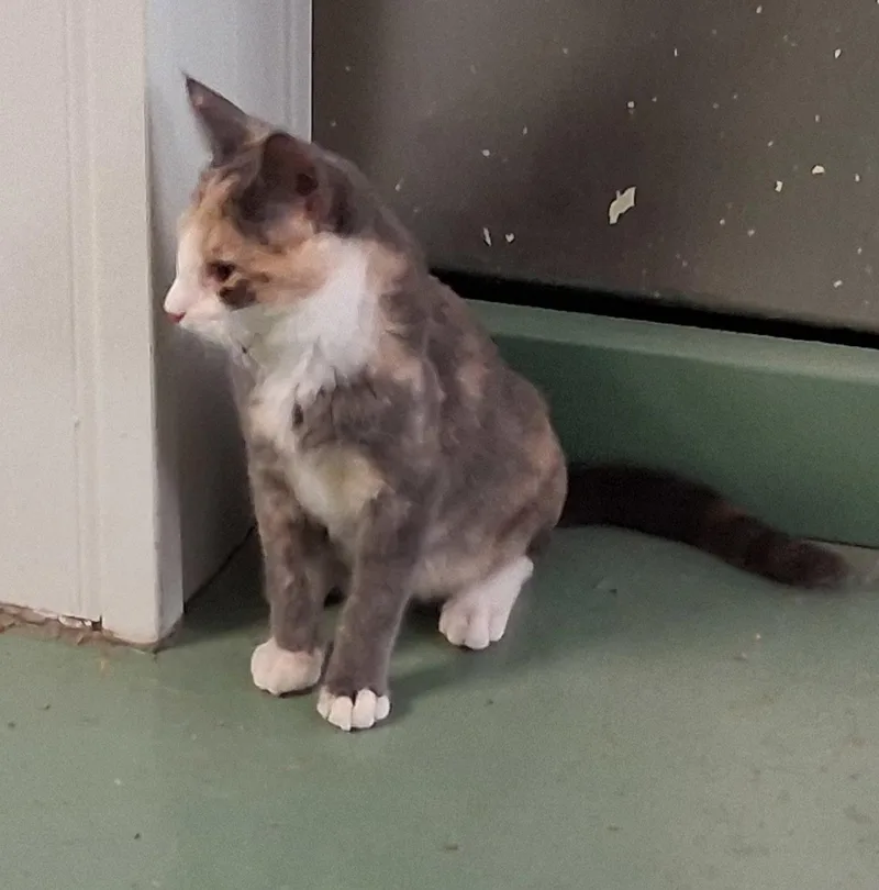 A baby medium-sized female Dilute Calico cat named Julie for adoption in Mcconnelsville, OH