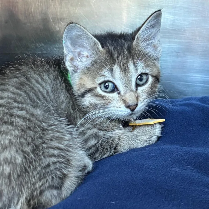 A baby small-sized female Brown / Chocolate Domestic Short Hair cat named Smurfette for adoption in Springfield, MA