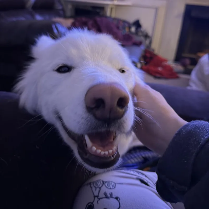 An adult medium-sized female White / Cream Siberian Husky dog named Suzi for adoption in Fayetteville, GA